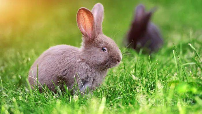 动物图册—草兔