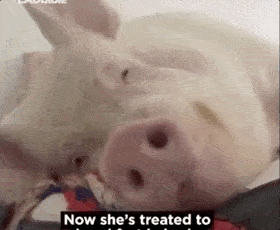 猪胖了都有人爱,你胖了呢?_猪猪