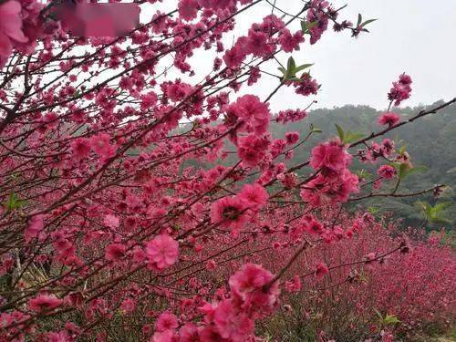 特价368元江门千亩油菜花海桃花源葵树林彩虹村圭峰山住四星酒店温泉