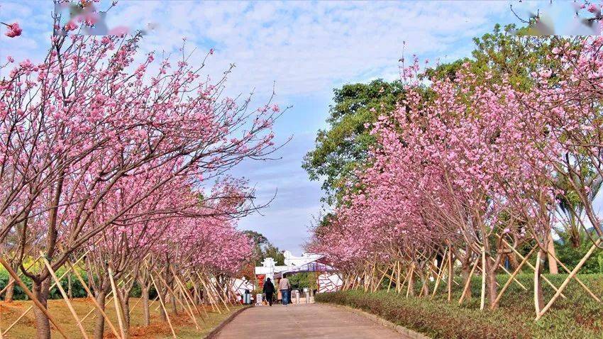 【天适赏花一日游】2021年02月21日/25日/27日/28日,从化天适樱花园