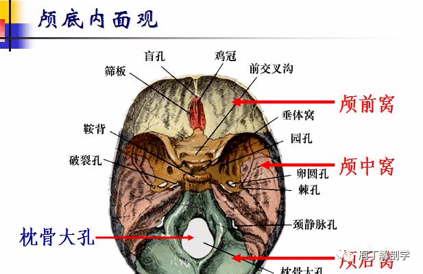 位置 孔 穿过结构 颅前窝 筛孔 嗅神经 视神经管 视神经 眼动脉 颅中