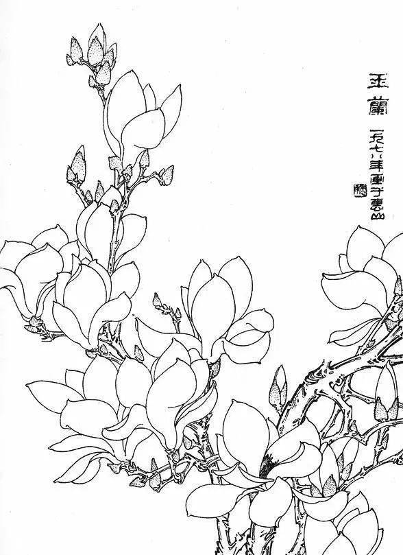 玉兰花的白描冰清玉洁