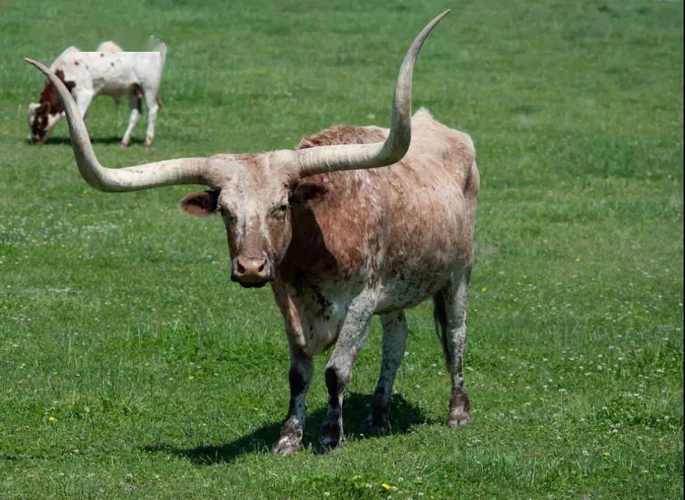 德克萨斯长角牛