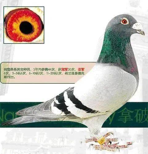 纯詹森系,参赛44次,获得冠军30次