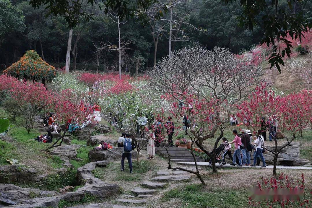 白云山桃花涧一花独放不叫春百花齐放才是春