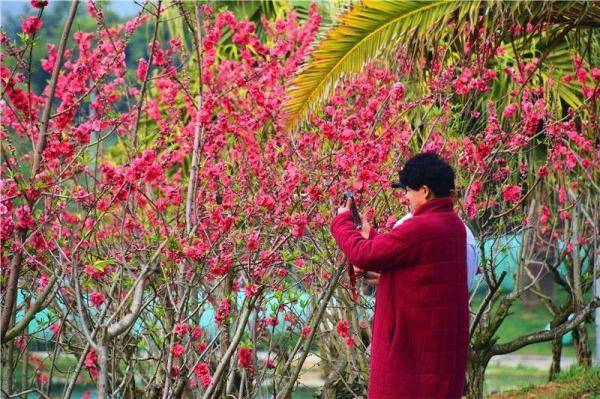 【在红河过年】初二宜赏花 百花争艳春意浓！