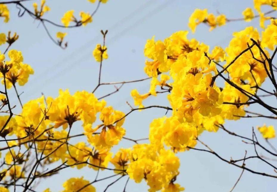 风铃花正如痴如醉 ,静待君赏