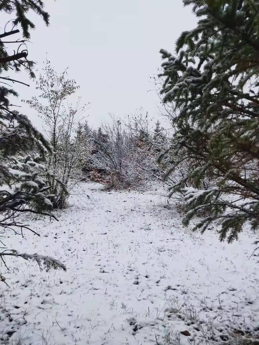 张家口新春第一场雪来了!好兆头!好美