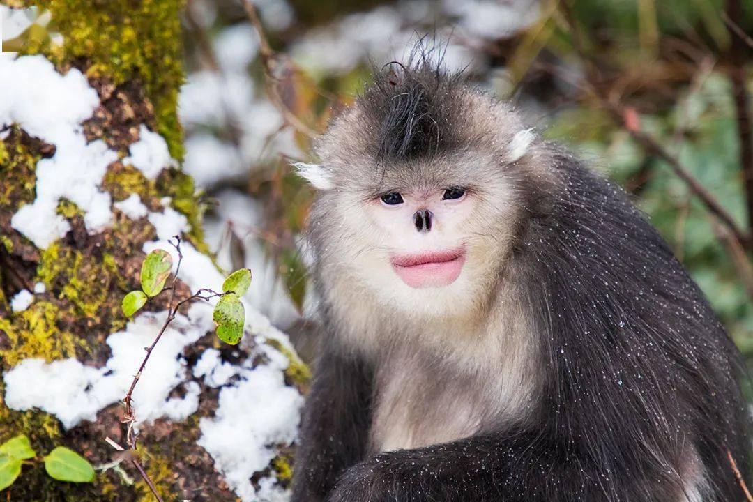 雪地生灵丨白马雪山精灵滇金丝猴