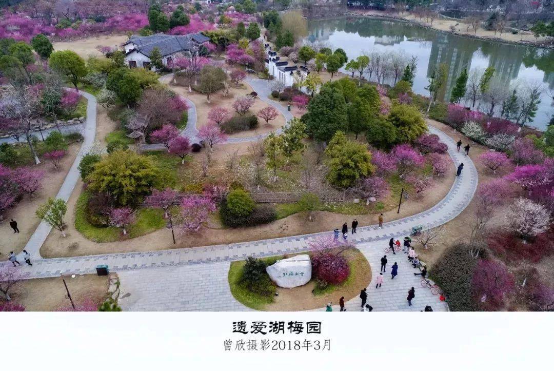 航拍遗爱湖梅园,从未见过的惊艳视角!