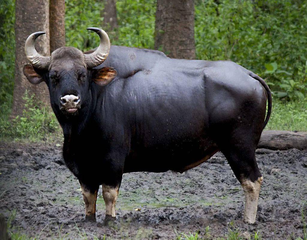 美洲野牛 在奔跑中完成交配,非交配期只和同性生活在一起…… 不一样