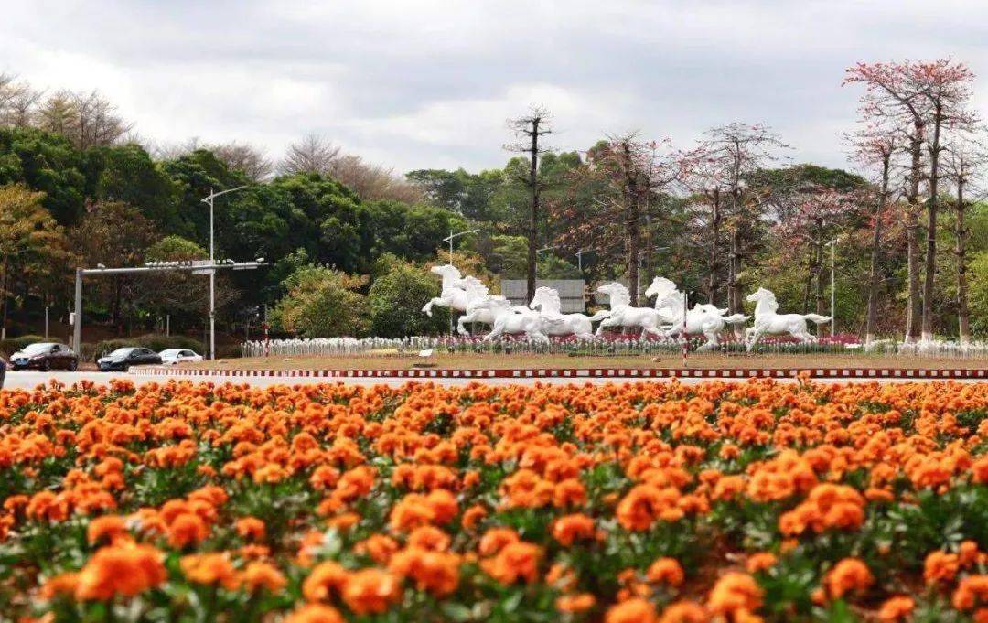 松山湖图书馆也有一片正在绽放的花海除了松湖烟雨即可欣赏盛开的黄花