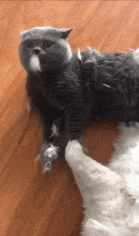 糗gif:我也这样干过,让她男朋友追了三条街!