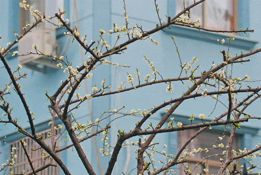 李花婀娜枝香拂酒壶,向阳疑是不融酥/摄于2月27日樱桃花簇簇红葩间绿