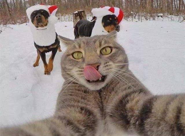 酷这只猫不仅会自拍还有一群狗狗当保镖