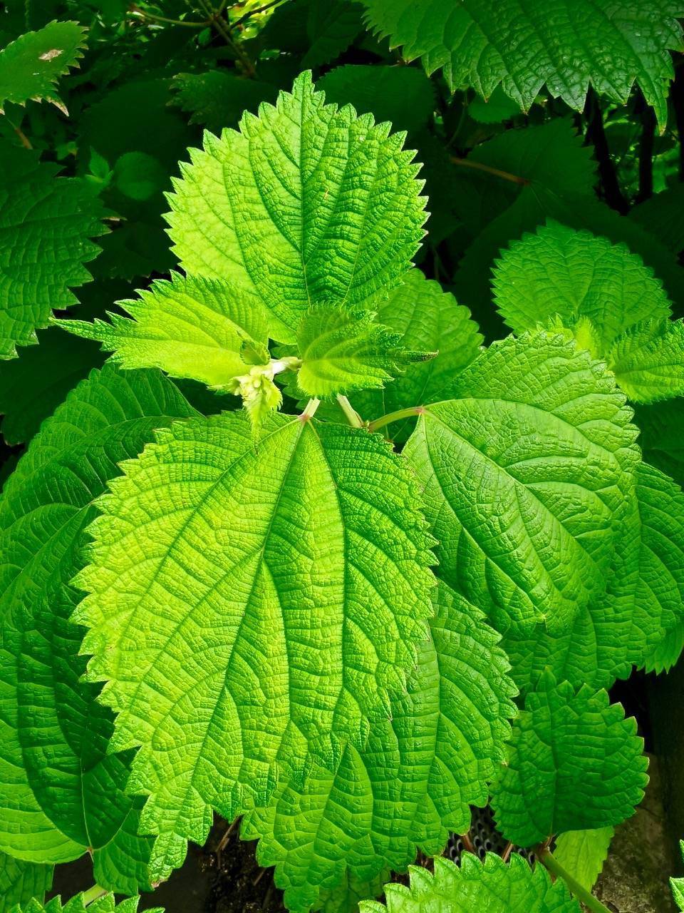 千奇百怪的植物叶子!随便一拍好神奇