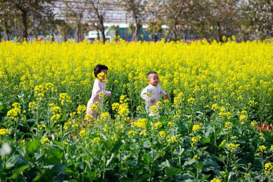 美如画南沙这里的油菜花桃花黄花风铃木盛开了快带上家人来打卡