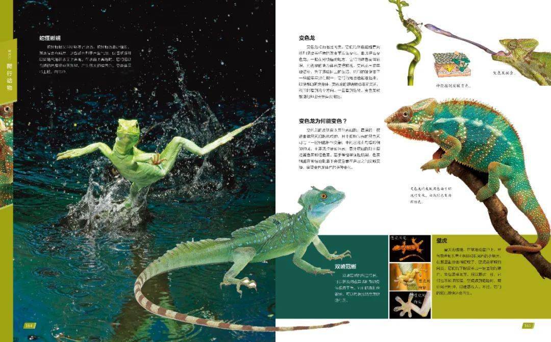 蛇怪蜥蜴昂首阔步,疾行于水面,水花四起,简直  宛如一位武林高手!