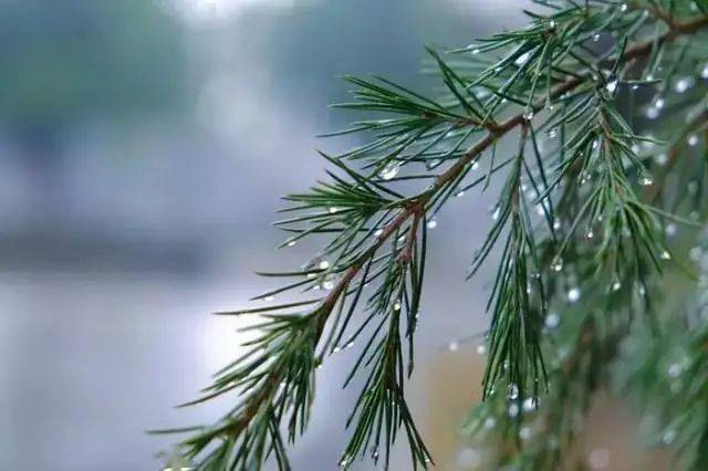 雨水雨水生木地泽万物