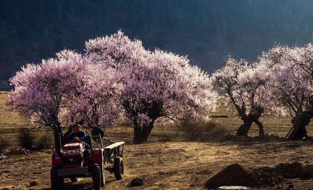 这个被誉为"西藏江南"的地方,最美桃花即将霸屏,一年仅40天!_林芝