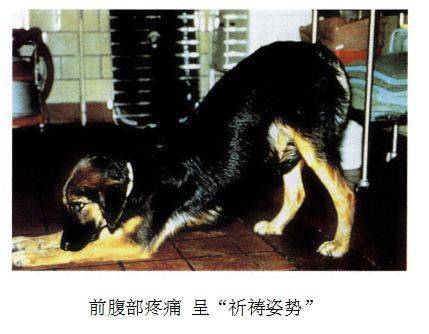 瑞宠常识犬猫胰腺炎的病因及预防