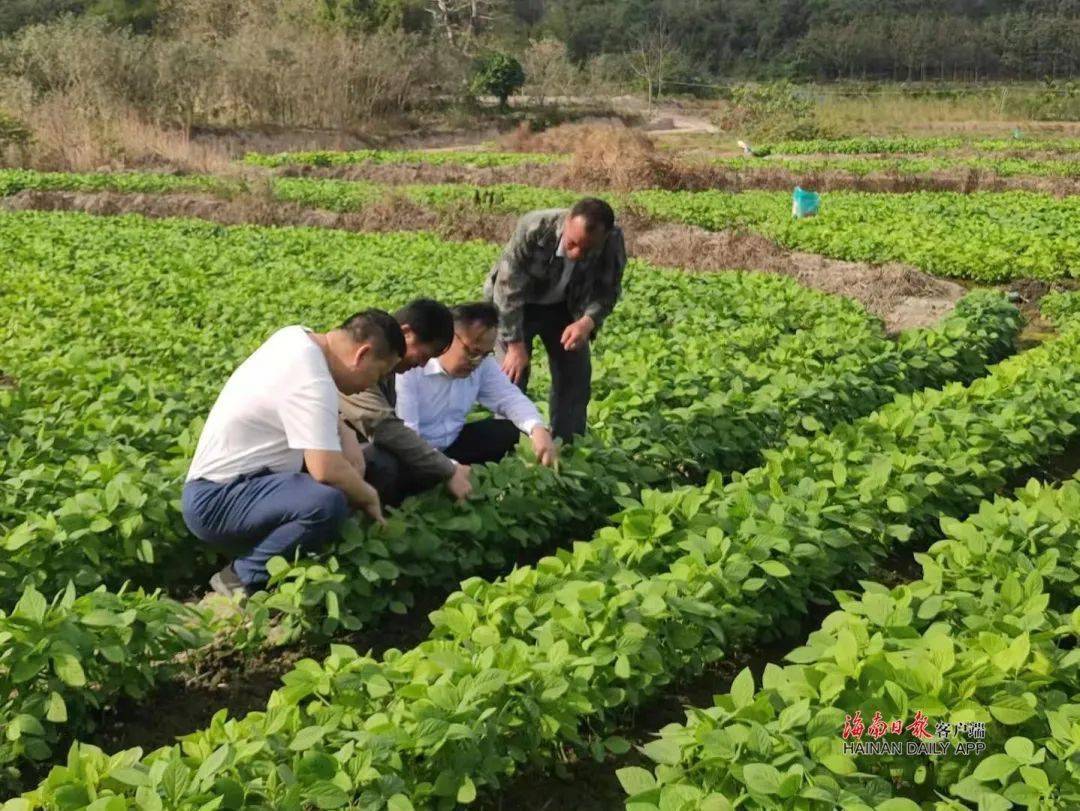 海南日报白沙可程村百亩毛豆长势喜人