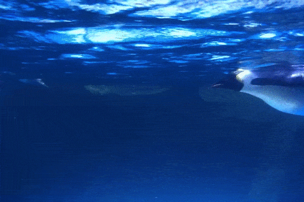 【武汉海昌极地海洋公园|春节可用|无需预约】288元优