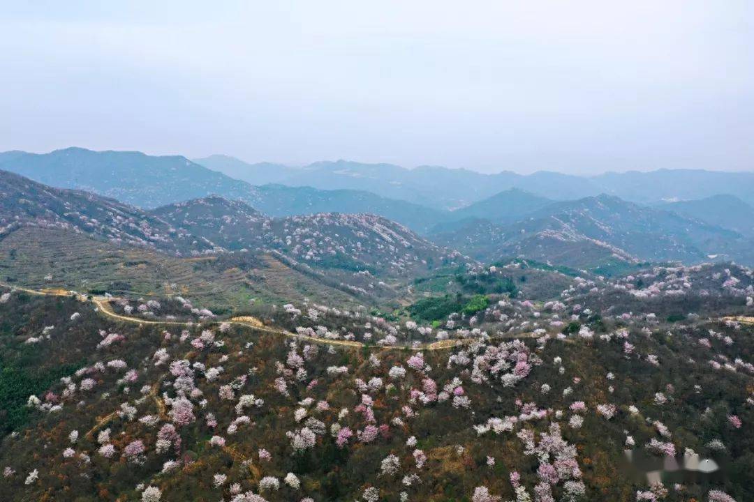 宗红卫 摄贺川 摄樱花盛开,满树烂漫仿佛时光此刻就静止了只想停留在