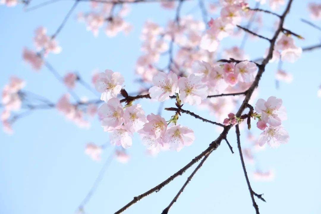春日赏花,还在桃花梅花樱花傻傻分不清楚?_水印