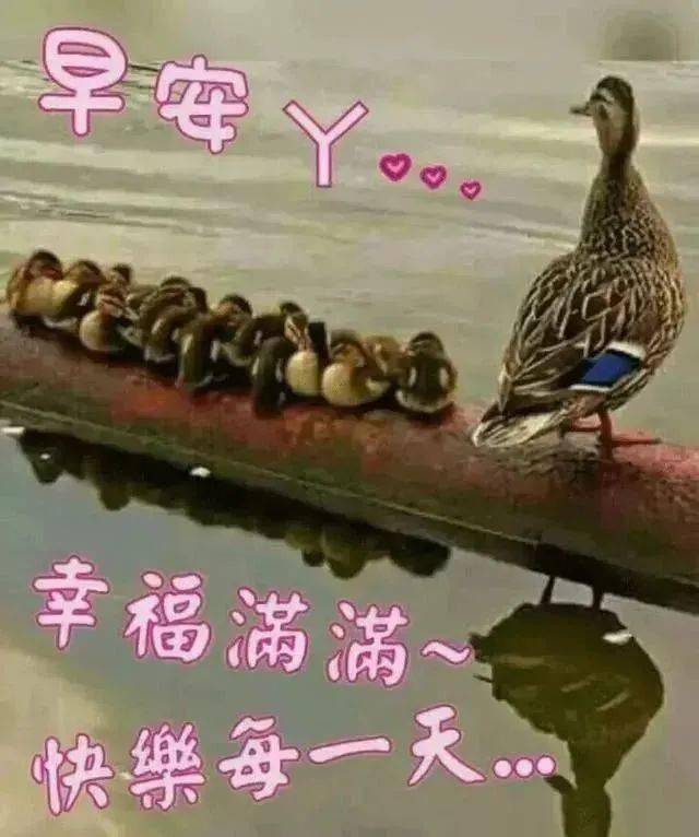 微信朋友圈早晨好问候语暖心句子图片新版夏天早上好问候语动态鲜花