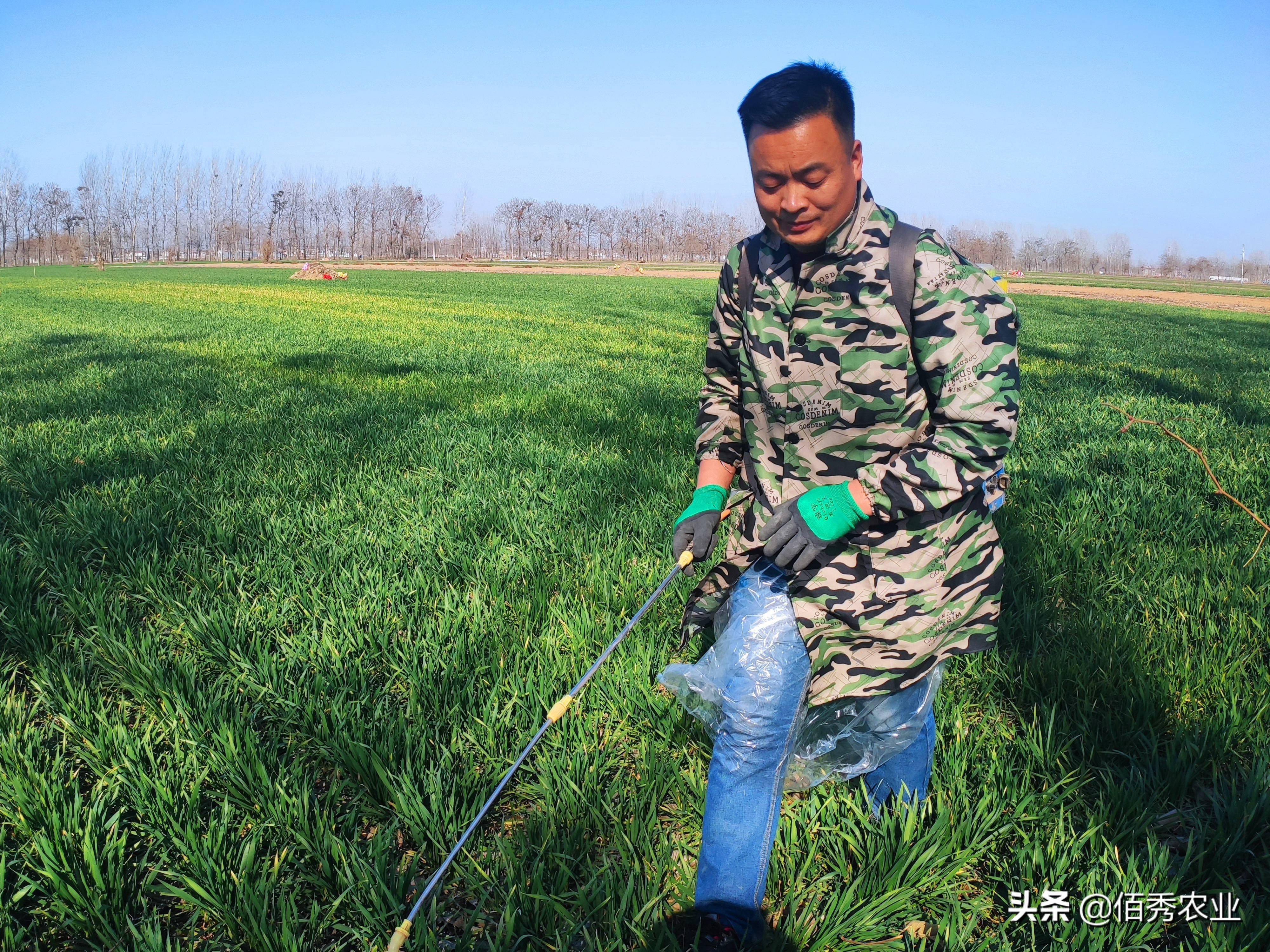 农民雇人喷小麦除草剂财迷父亲偷梁换柱被发现有点尴尬