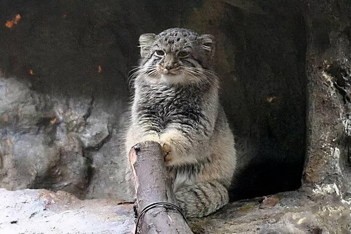 自然探秘所猫科动物表情包新晋鼻祖兔狲