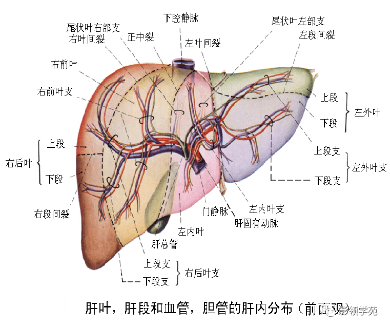最全肝脏的表面解剖及分叶分段_门静脉