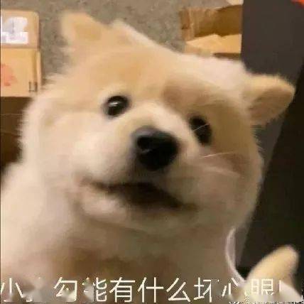 "我妈把我的早饭喂狗了!