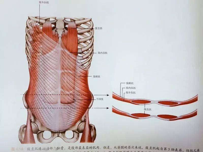 腹直肌你真的清楚它的解剖和功能吗