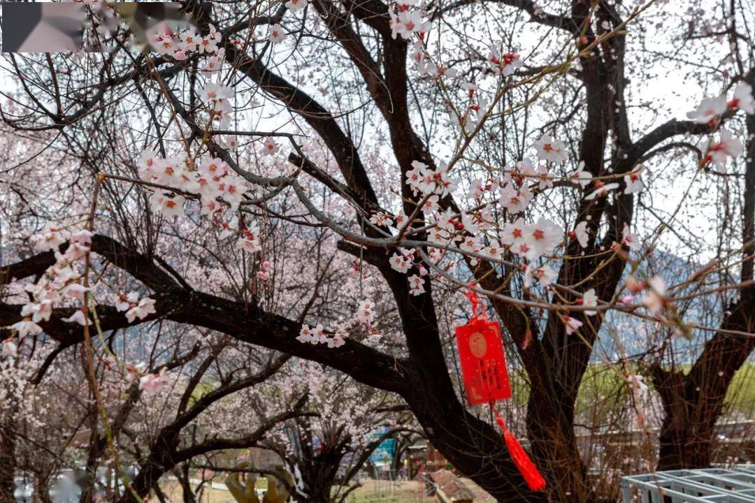 2021年西藏林芝桃花节—最佳拍摄地点及摄影攻略