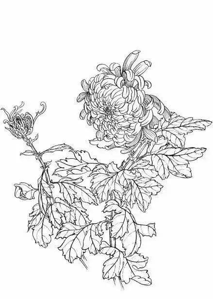 精品白描丨白描菊花35幅精品作品