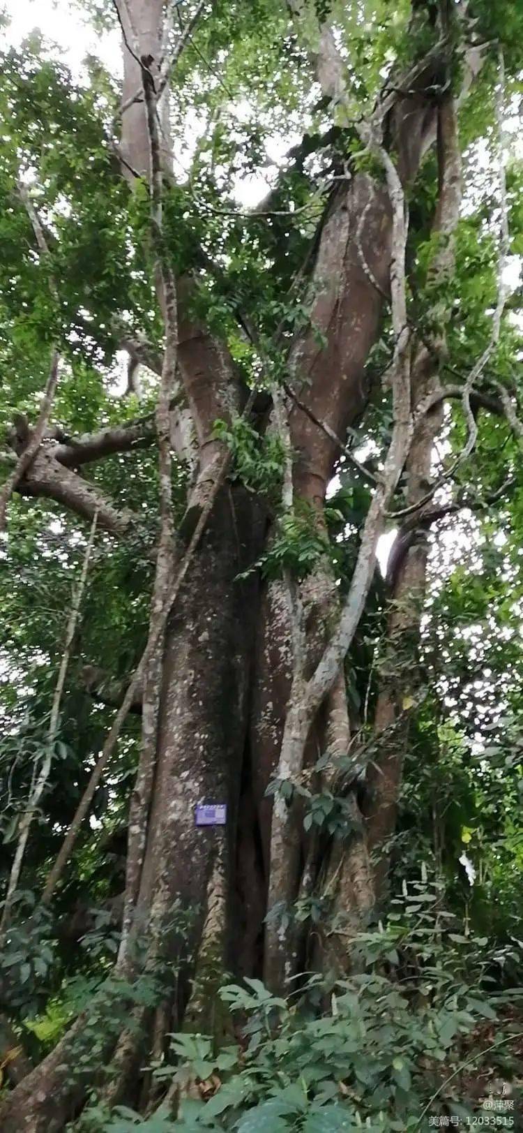 基诺山上生长的高山榕树.