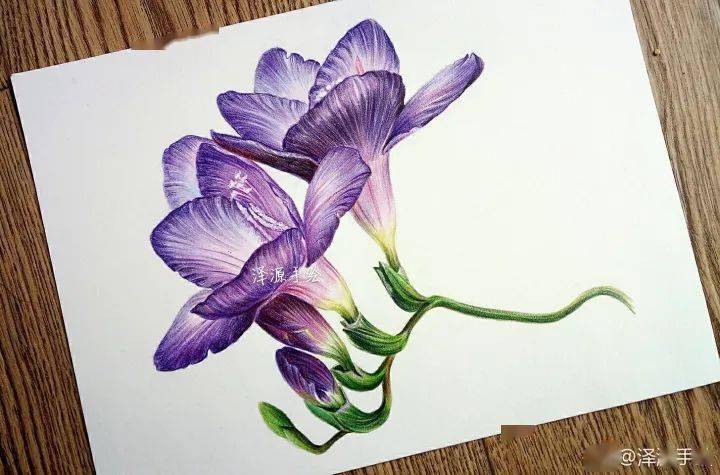 彩铅画入门花卉 | 零基础画一枝小苍兰,简单又漂亮花卉的彩铅画