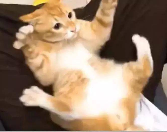 主人抓猫肚子,猫咪伸手反击,结果让主人玩得停不下来