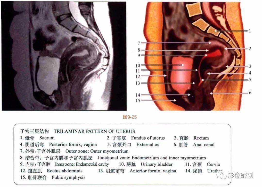 断层图谱男女性盆腔解剖图谱