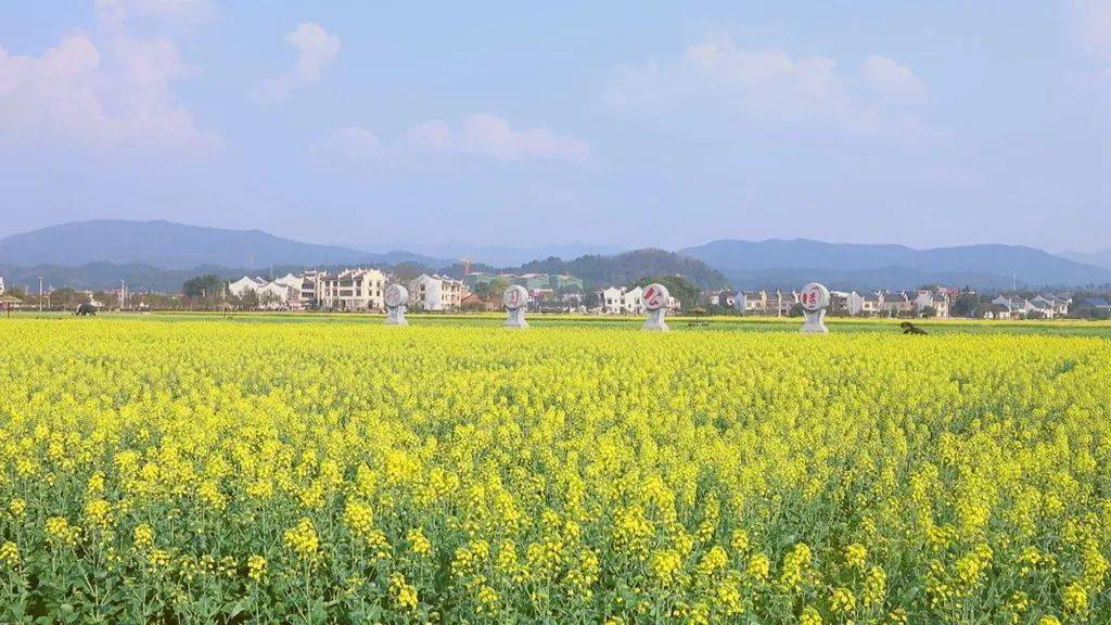 游客刘桂霞:听别人说安仁稻田公园的油菜花开了,趁着今天天气晴朗.