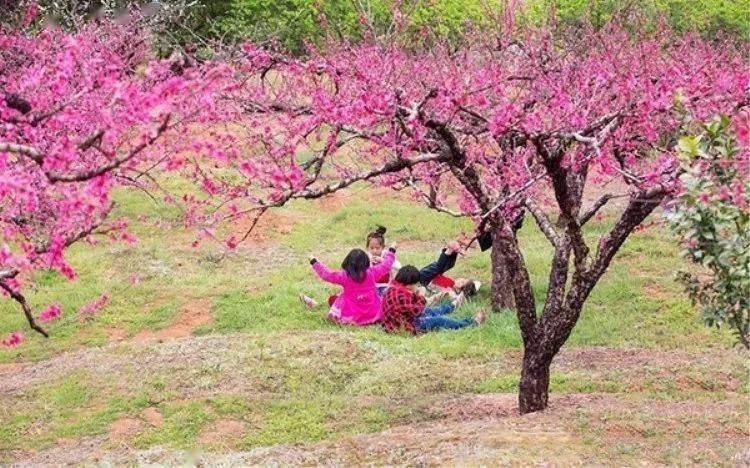 22728号已成行水墨连平三月桃花红十里之上坪