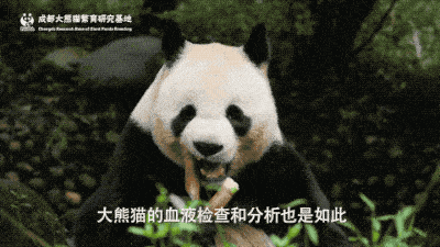 6个问题,揭秘大熊猫的血液之谜