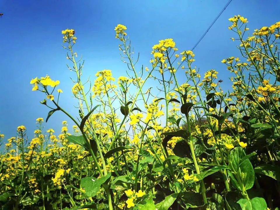 满地金黄!东成这里大片油菜花盛开啦