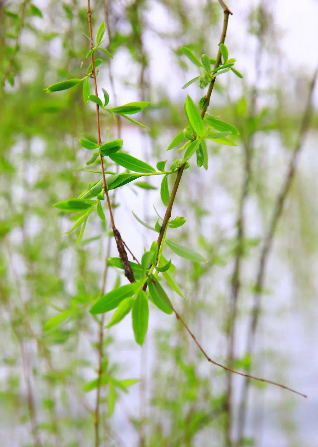初春时节的柳树叶,颜色嫩绿,披针形的叶片有序的分布于枝条两边,生机