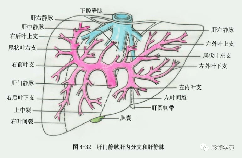 glisson系统即肝门静脉,肝动脉,胆管在肝内的分,属支被结缔组织纤维鞘