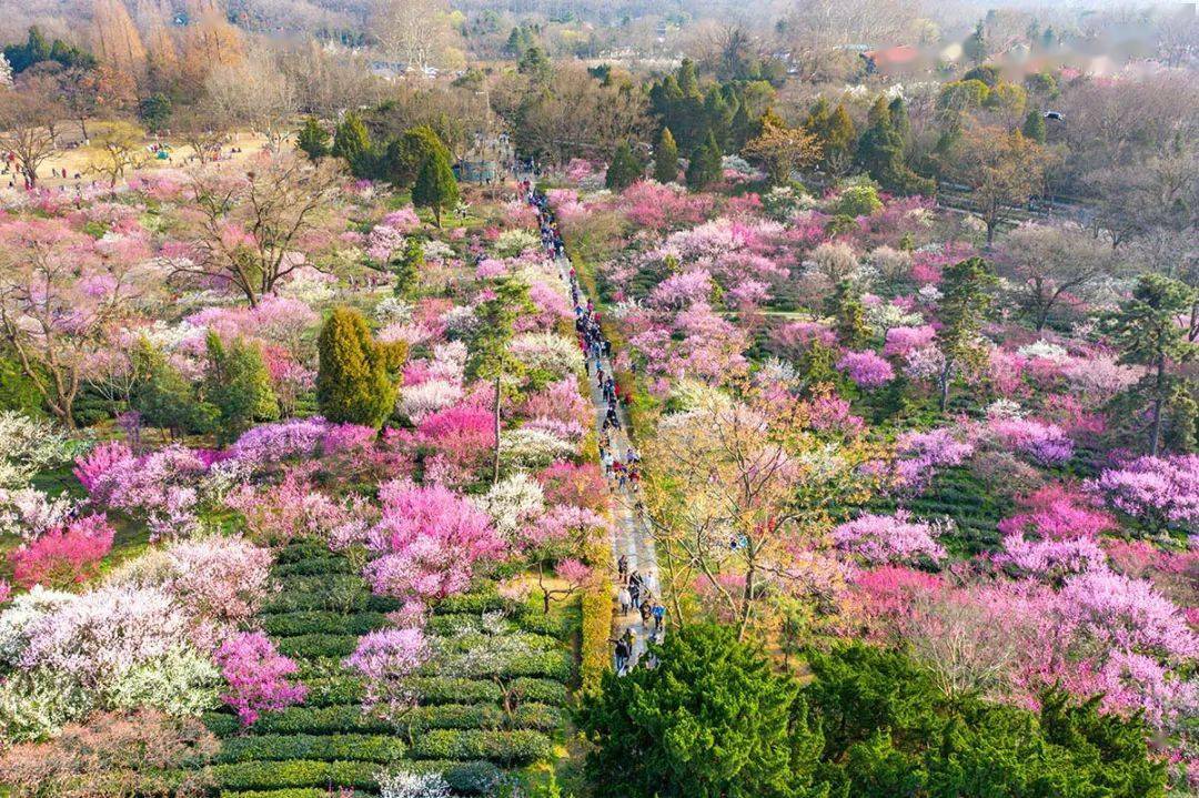 东晋时期,南京太守梅颐偏爱梅花