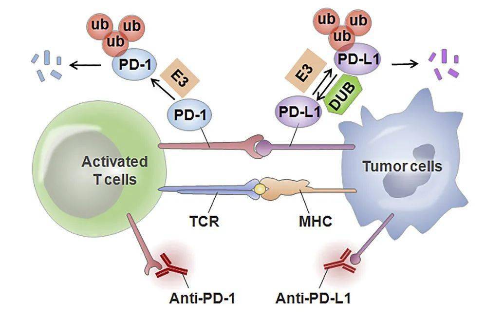 增强抗pd-1/pd-l1疗法效力,蛋白降解成为新兴策略?_通路