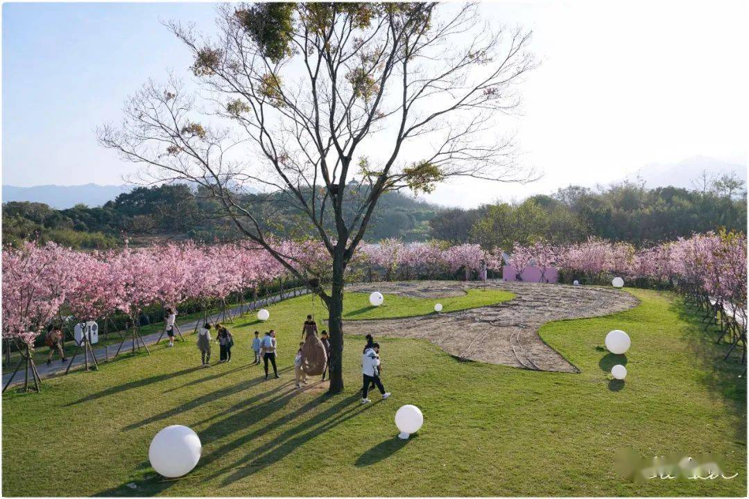 沿· 途 | 鲤鱼洲樱花岛_福州